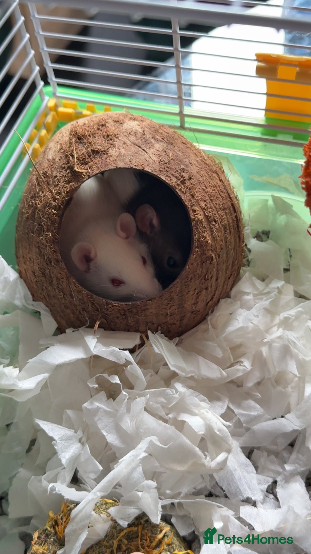 Rat rodents for sale: 3 female rats for rehoming - Image 3