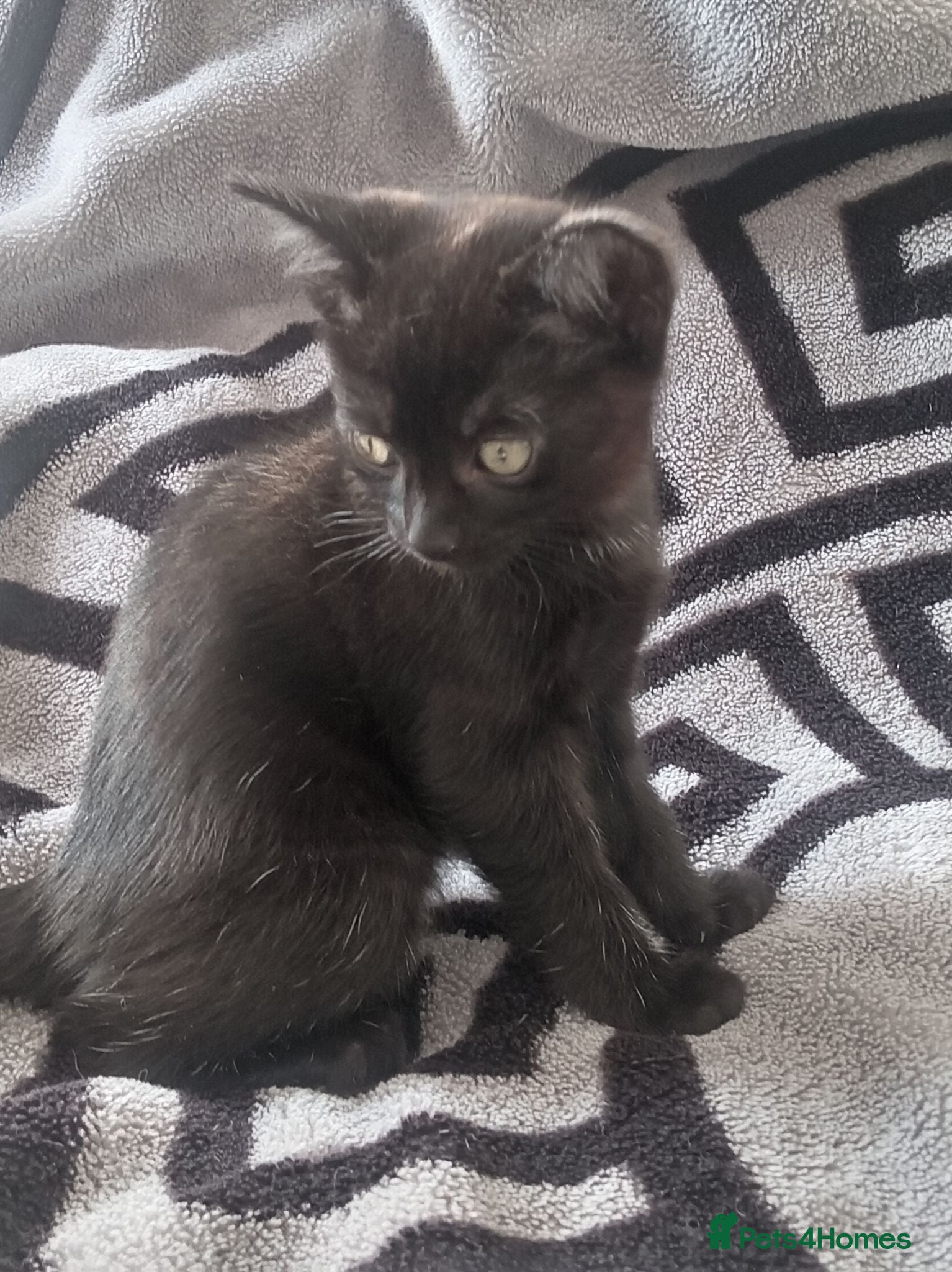 Mixed Breed cats Beautiful 2 kittens  - Advert 16