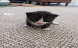 Ragdoll cats for sale: Ragdoll Cross kittens in Ilminster - Image 8