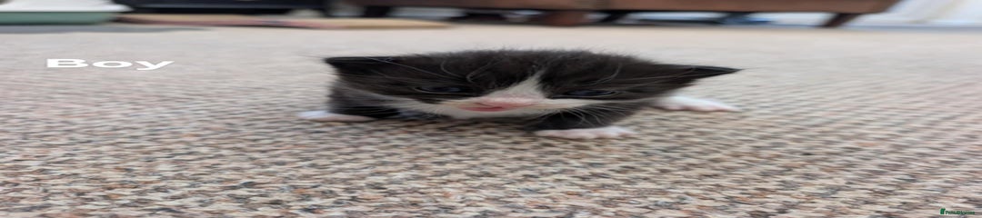 Ragdoll Kitten 4