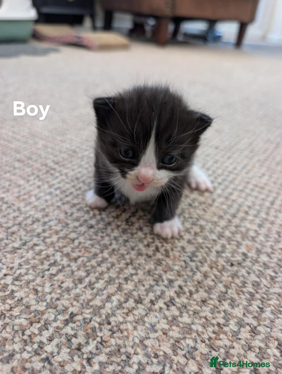 Ragdoll cats for sale: Ragdoll Cross kittens in Ilminster - Image 8