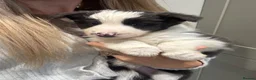 Border Collie dogs for sale: Stunning blue Merle collie pups  - Advert 5