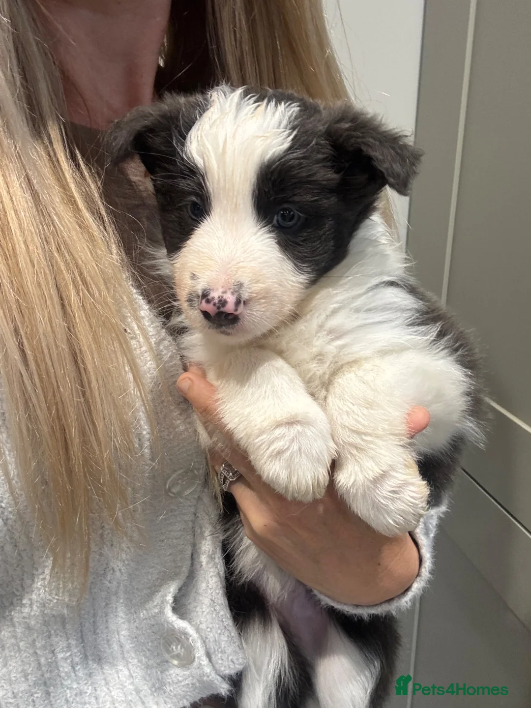 Border Collie dogs for sale: Stunning blue Merle collie pups  - Advert 5