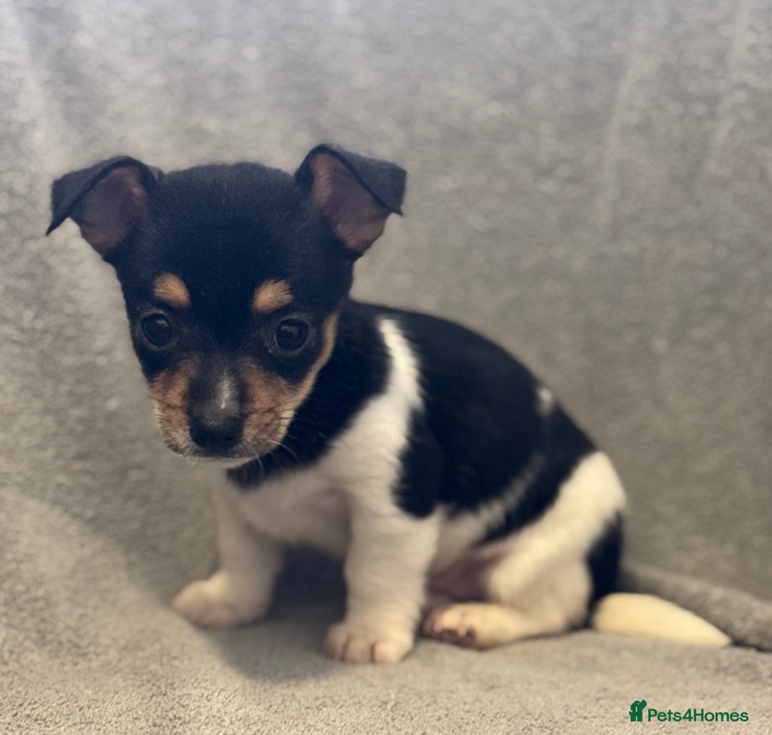 Jack Russell dogs for sale: Jack Russel puppies  - Image 3