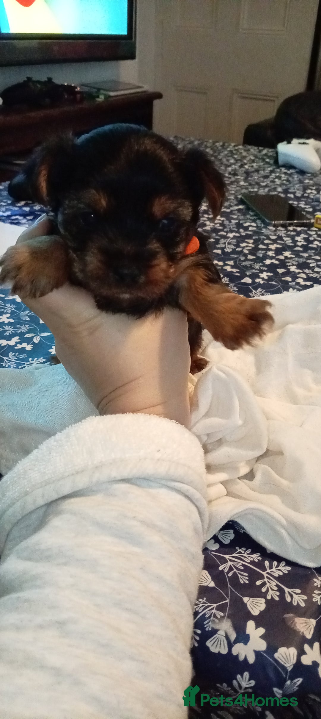 Yorkshire Terrier dogs for sale: Yorkshire - Image 3