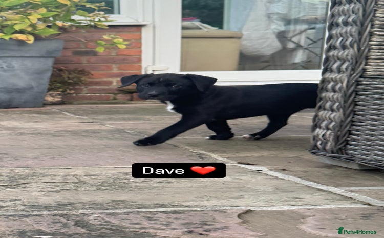 Mixed Breed dogs - Advert 1