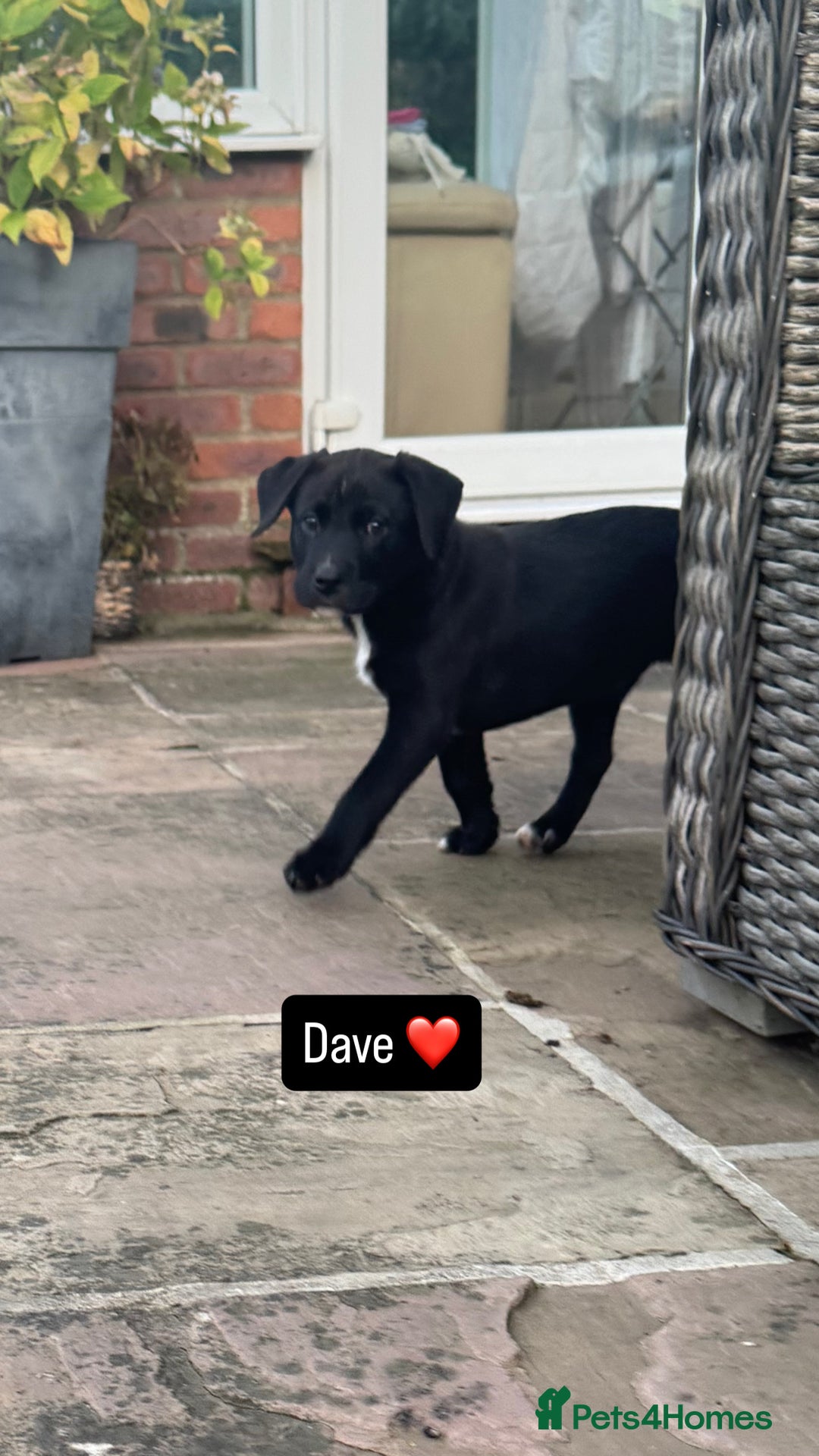 Mixed Breed dogs for sale: 8 week old pups - Image 1