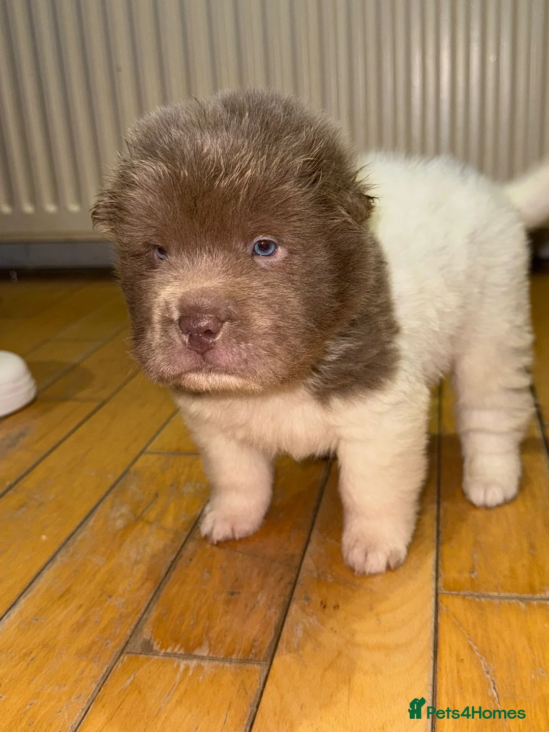 Shar Pei dogs for sale: ONLY 2 LEFT. OUTSTANDING KC BEAR & BRUSH PUPS - Advert 15