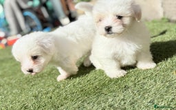 Maltese dogs for sale: Puppies Maltese  - Image 18