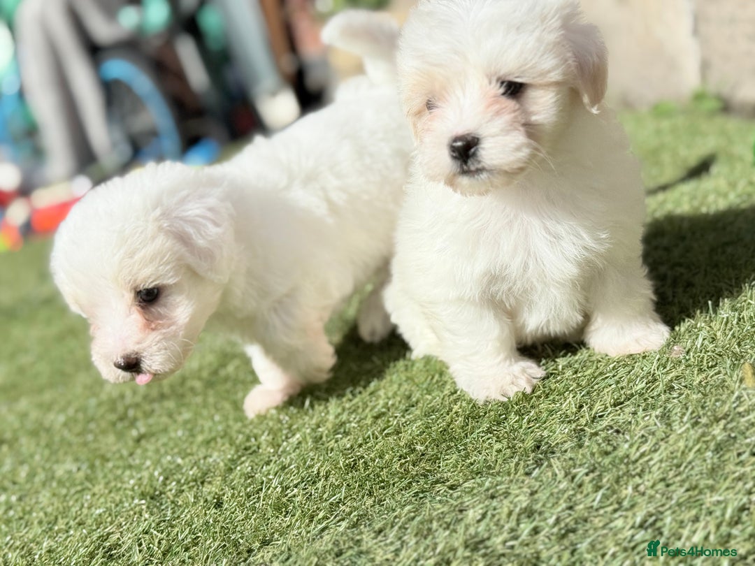 Maltese dogs for sale: Puppies Maltese  - Image 18