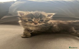 Ragdoll cats for sale: Ragdoll kittens  - Image 17