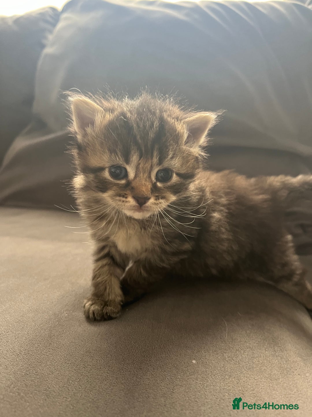 Ragdoll cats for sale: Ragdoll kittens  - Image 17