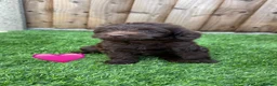Labradoodle dogs for sale: Labradoodle  - Advert 2