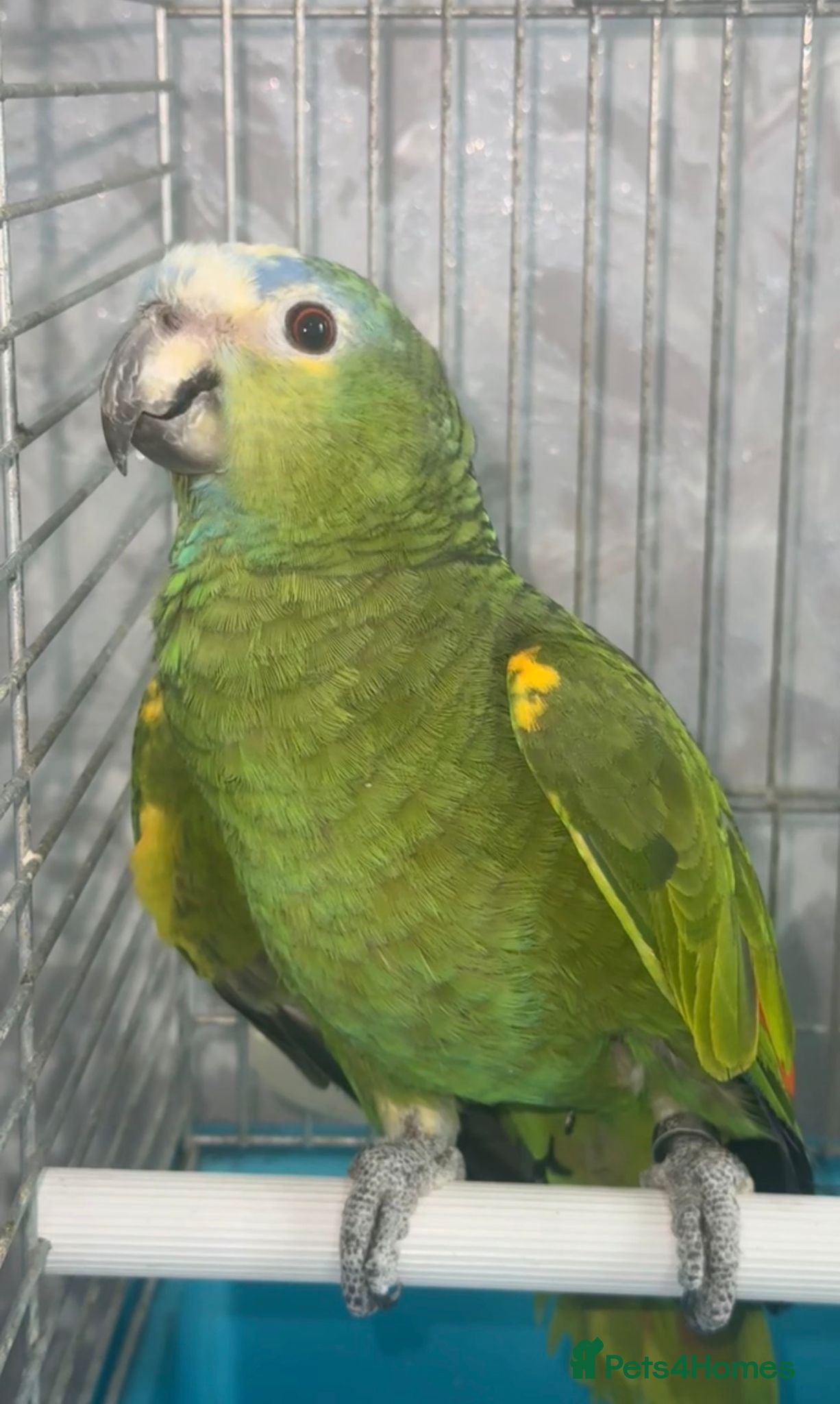 Parrots birds for sale: Amazon Parrots (Blue Fronted Male / Orange Wing) in Altrincham - Advert 7