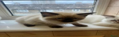 Ragdoll 7