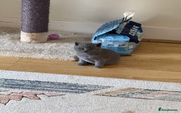 British Shorthair cats for sale: Gorgeous Kittens Ready to Find Their Forever Homes - Image 17