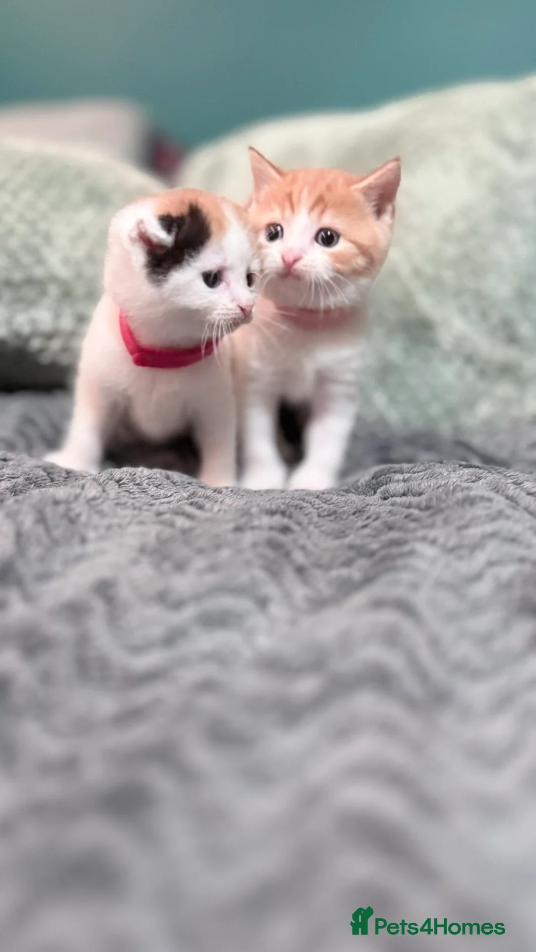 Scottish Fold cats for sale: Scottish fold x domestic kittens  - Advert 8