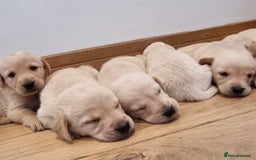 Goldador dogs for sale: Goldador puppies, Labrador x Golden Retiever  - Image 1