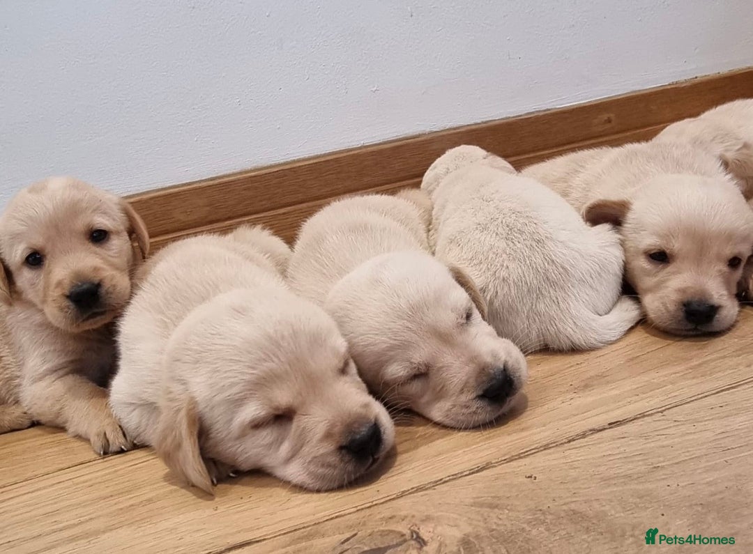 Goldador dogs for sale: Goldador puppies, Labrador x Golden Retiever  - Image 1