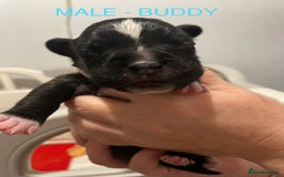 Labradoodle dogs for sale: 2 BEAUTIFUL MALES & 1 FEMALE LABRADOODLE PUPPIES - Image 2