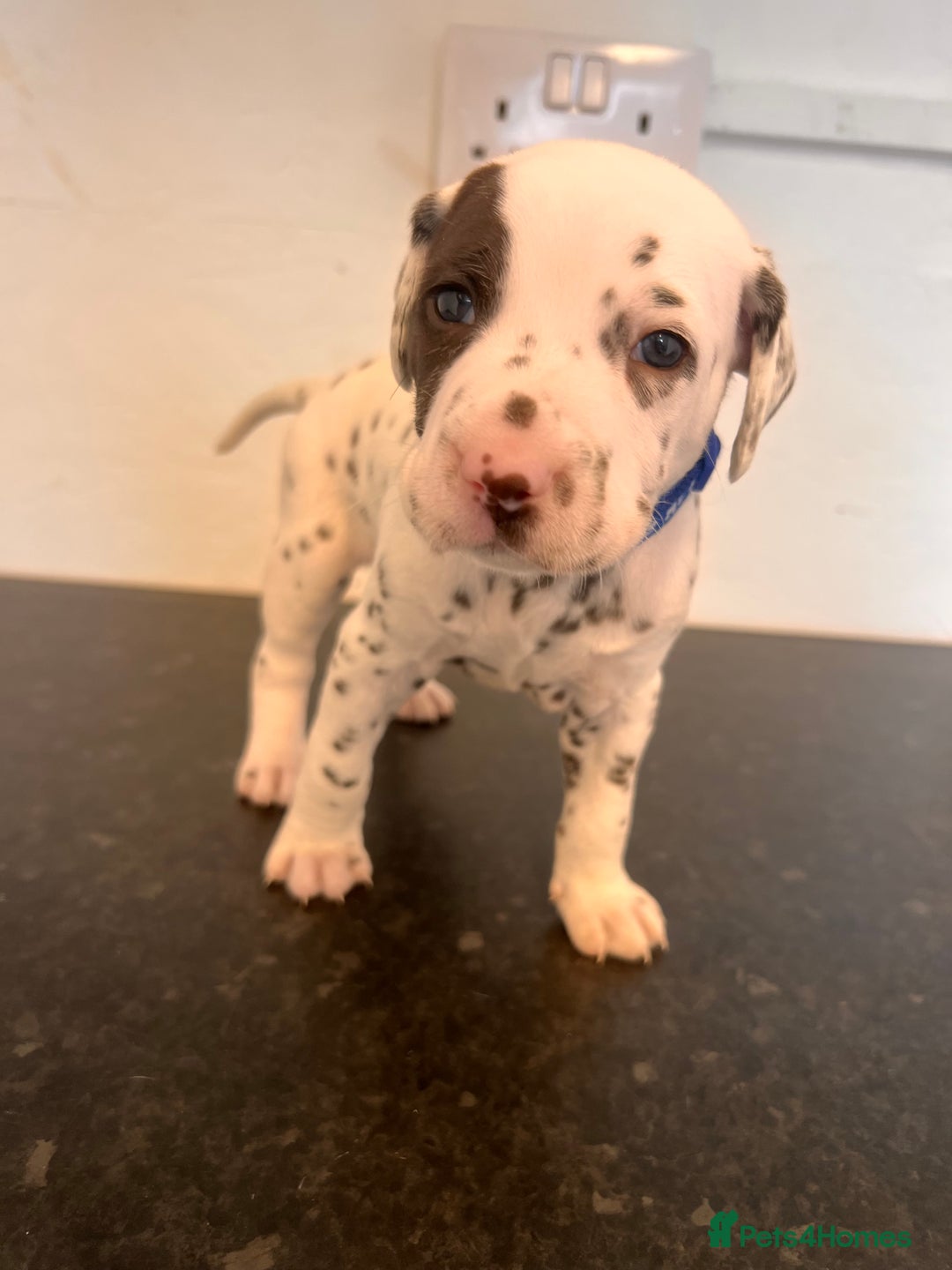 Dalmatian dogs for sale: 🐶 Stunning Dalmatian Puppies Ready 28th August 🐶 - Image 29