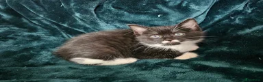Mixed Breed 3