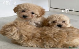 Maltipoo dogs for sale: Tiny Maltipoo Puppies  - Image 3