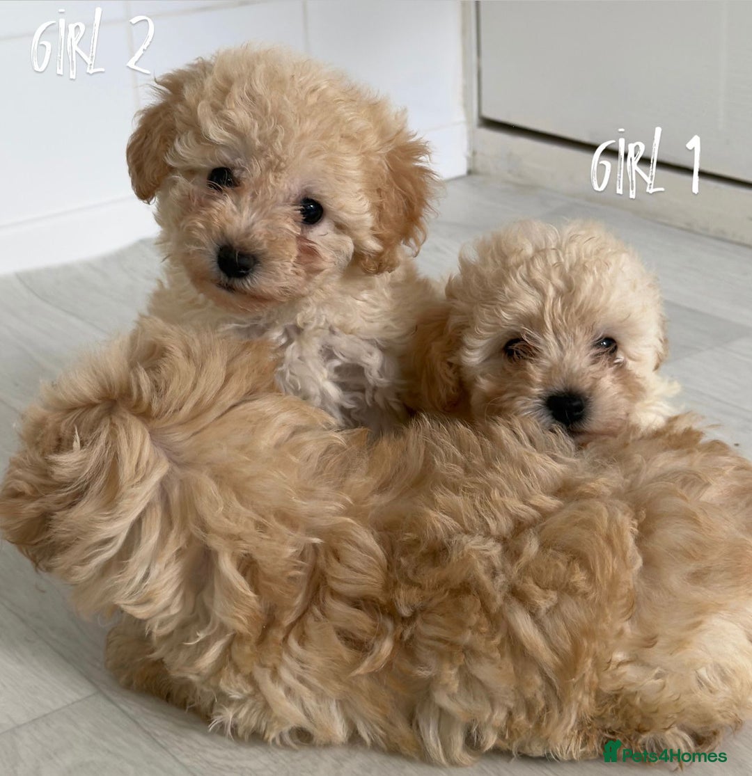 Maltipoo dogs for sale: Tiny Maltipoo Puppies  - Image 3