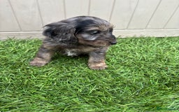 Cockapoo dogs for sale: Gorgeous cockapoo puppies - Image 27