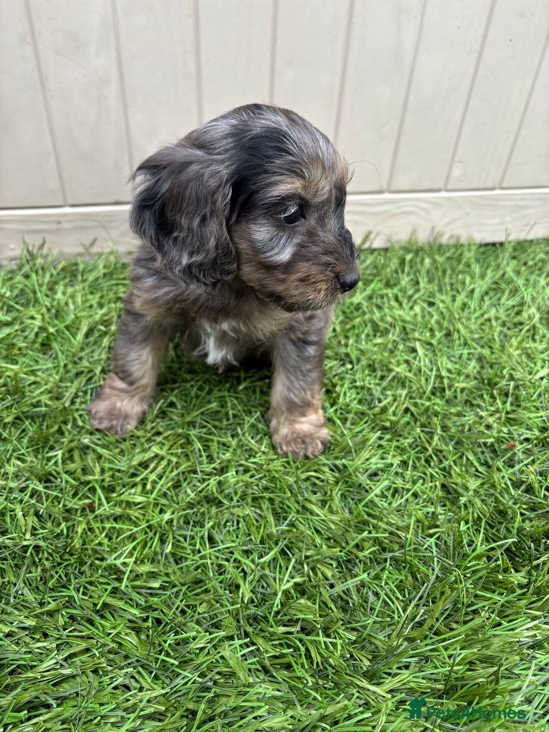 Cockapoo dogs for sale: Gorgeous cockapoo puppies - Image 27