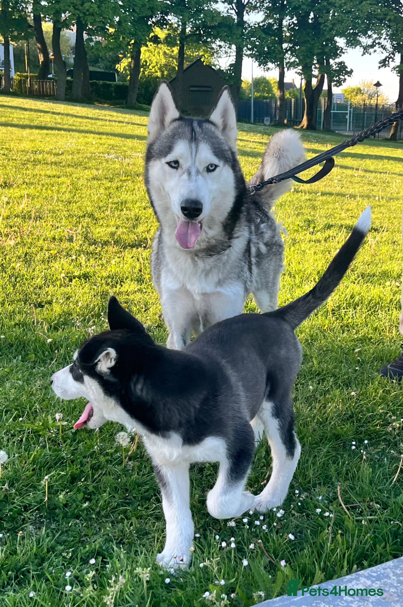 Utonagan dogs Alaskan Malamute  - Advert 13