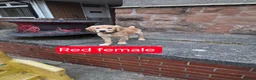 Golden Retriever dogs for sale: Beautiful golden retrivers - Advert 8