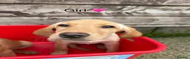 Labrador Retriever 6