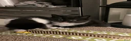Mixed Breed cats for sale: Black & white kitten  - Advert 9
