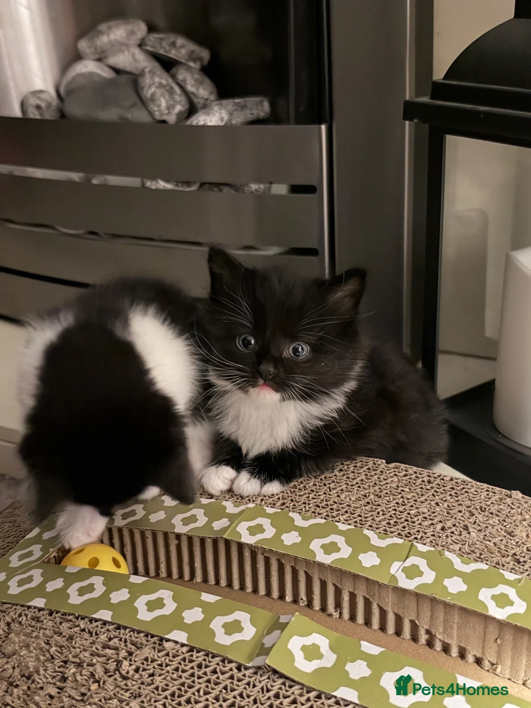Mixed Breed cats for sale: Black & white kitten  - Advert 9