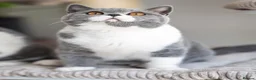British Shorthair cats for sale: GCCF Pedigreed Amazing Kittens - Advert 9