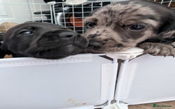 Dachshund dogs for sale: Beautiful Dachshund puppies  - Image 12