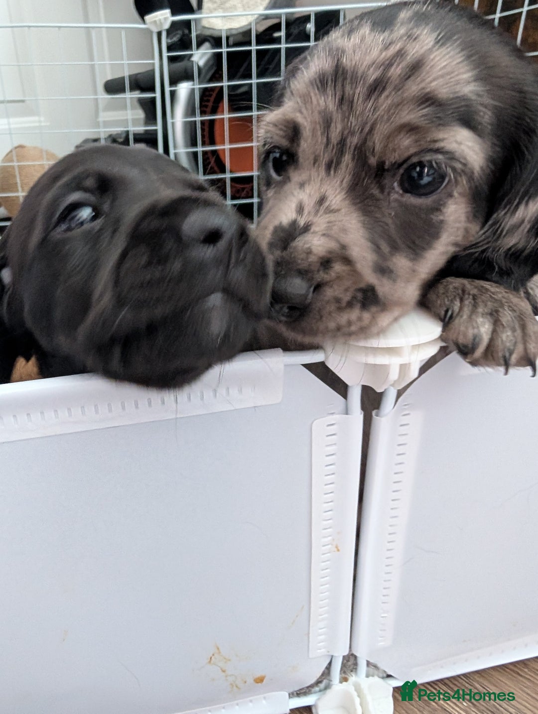 Dachshund dogs for sale: Beautiful Dachshund puppies  - Image 12