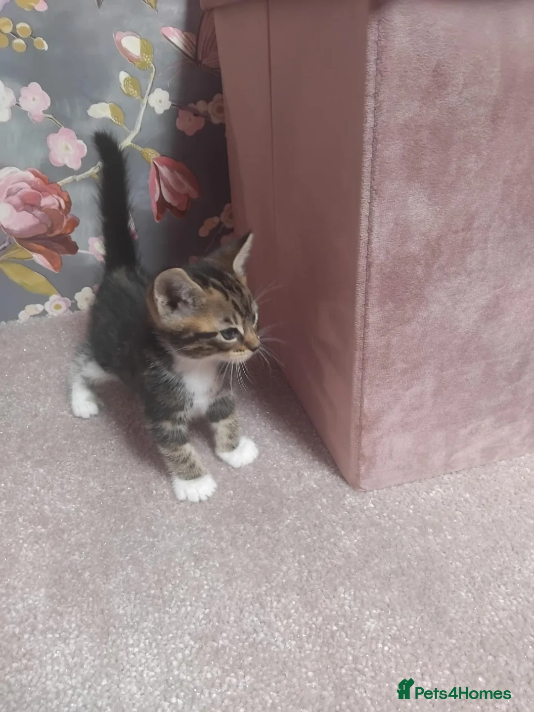 Bengal cats for sale: Rosetta Bengal X Girl Kitten - Advert 2
