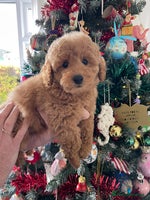 Miniature Poodle dogs Miniature poodles *ready to leave* - Advert 14