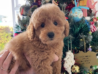 Miniature Poodle dogs 1 girl Miniature poodles *ready to leave* - Advert 2