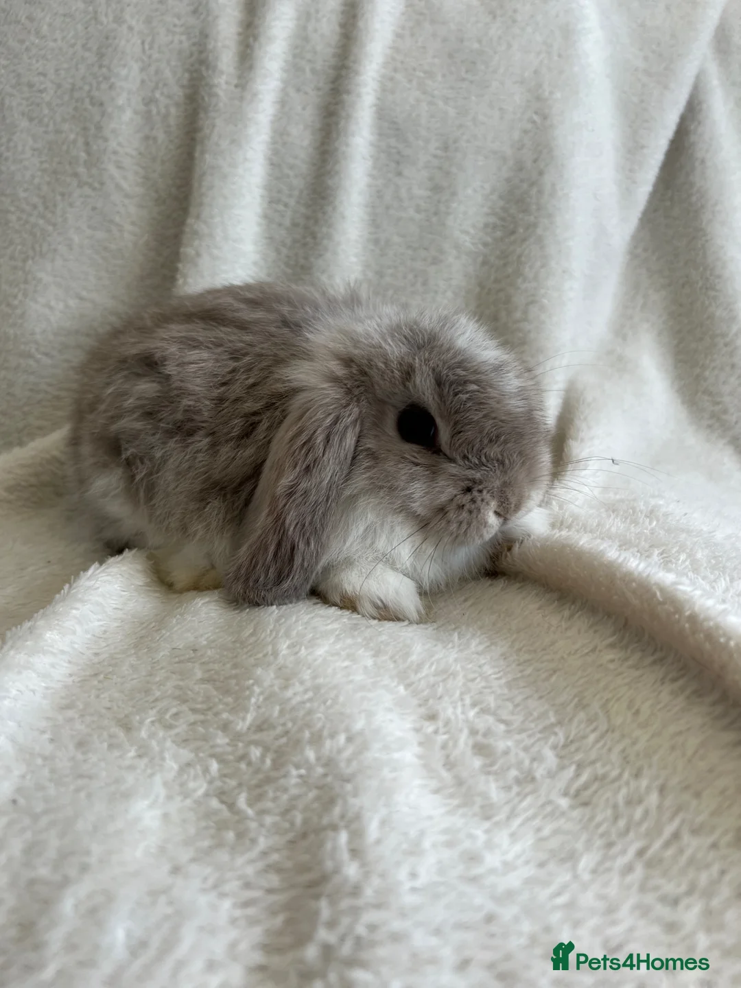 Mini Lop rabbits for sale: Mini Lops Ready to Leave now - Advert 12