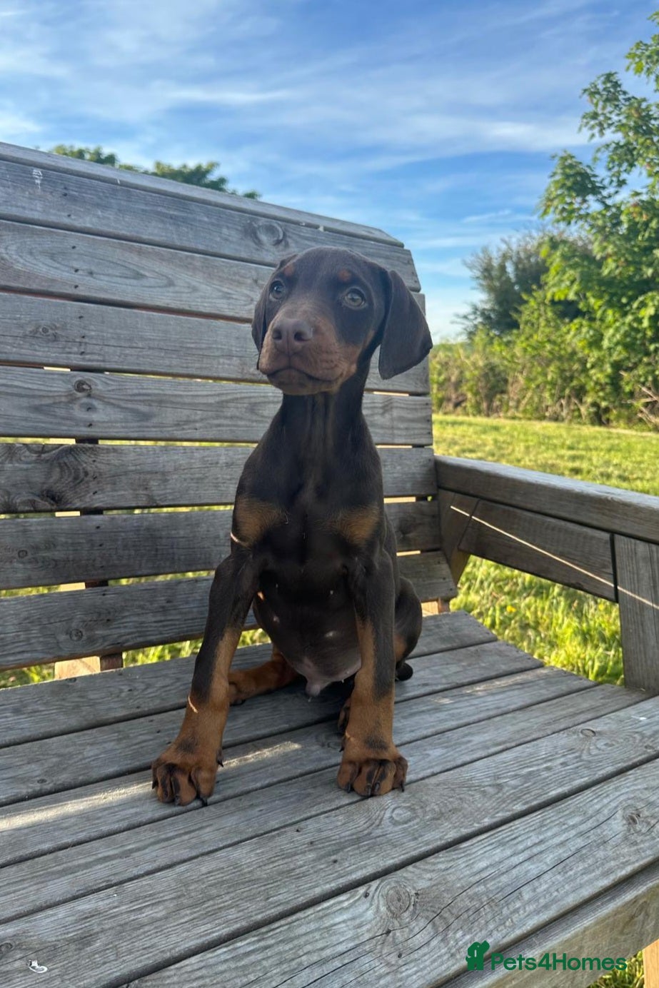 Dobermann dogs 🐾 Doberman Puppies – Waiting List Now Open 🐾 - Advert 1