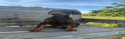 Dobermann dogs for sale: 🐾 TOP QUALITY DNA & CHAMPION LINES🐾 - Advert 2