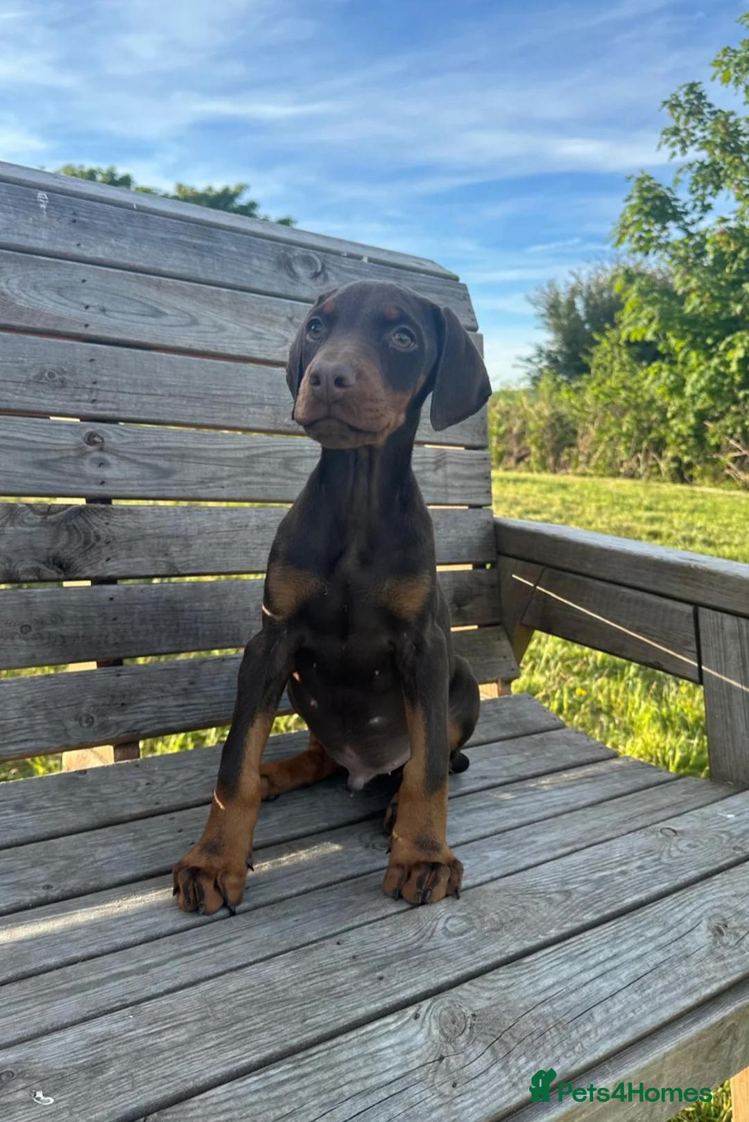 Dobermann dogs for sale: 🐾 TOP QUALITY DNA & CHAMPION LINES🐾 - Advert 2