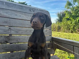 Dobermann dogs 🐾 TOP QUALITY DNA & CHAMPION LINES🐾 - Advert 1