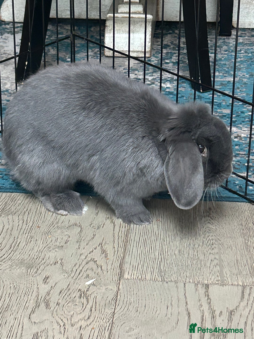 Mini Lop rabbits for sale: 2 Female Mini Lop Bunnies looking for new home - Advert 10