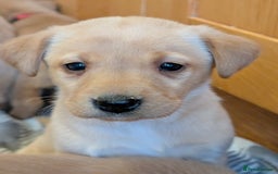 Labrador Retriever dogs for sale: Stunning litter of Labrador retriever pups  - Advert 30