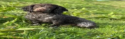Cocker Spaniel dogs for stud: Liver roan cocker available for stud - Advert 7