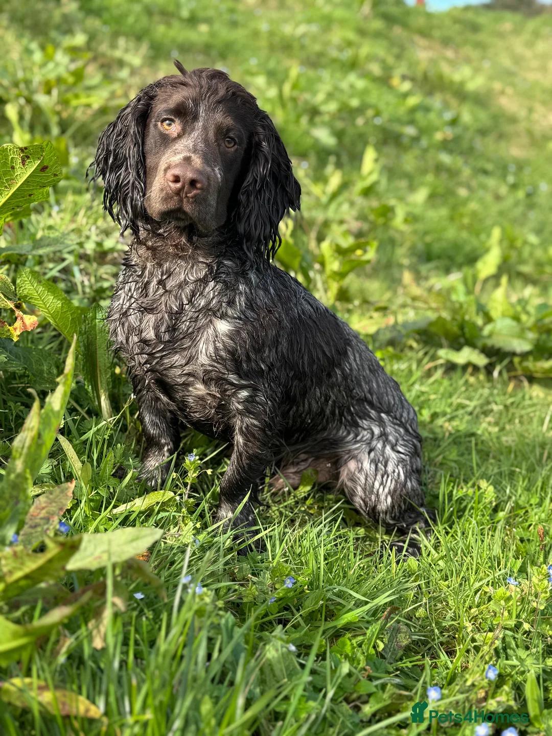 Cocker Spaniel dogs for stud: Liver roan cocker available for stud - Advert 7